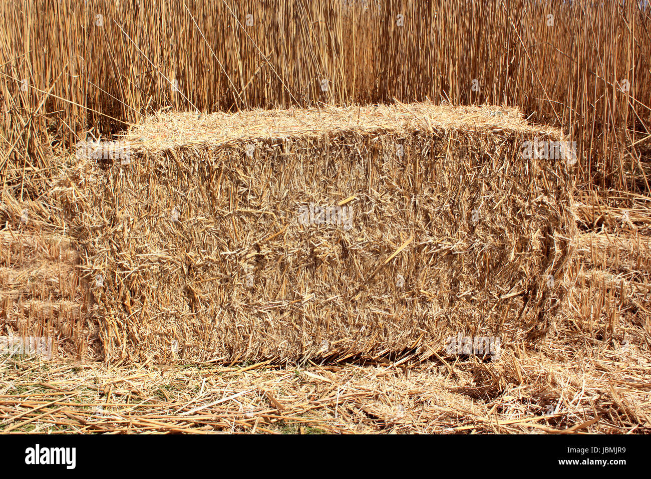 an agricultural field for an organic farming for the harvest of the reed in bundles Stock Photo