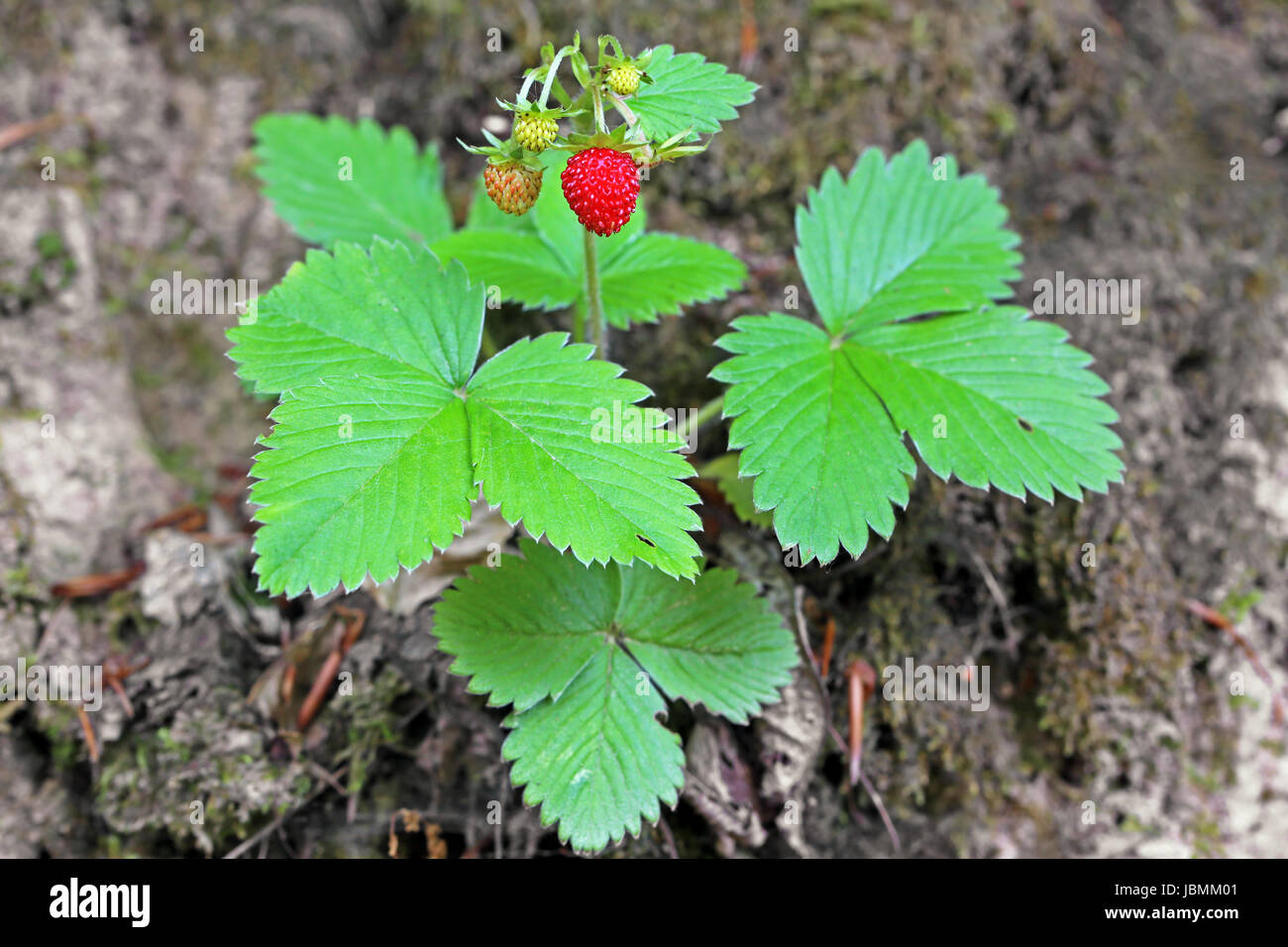medicinal plant woodstrawberry Stock Photo