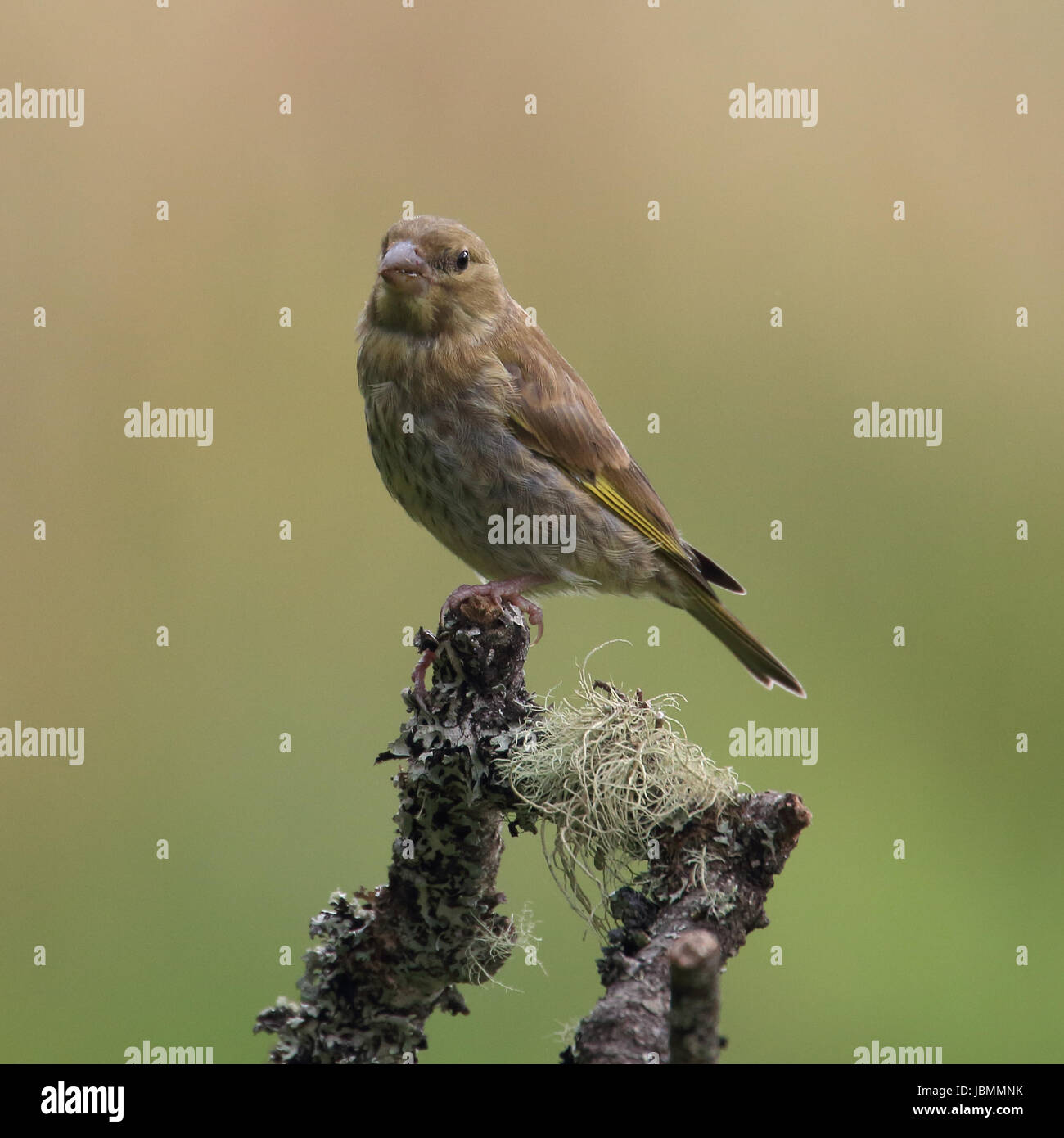 Juvenile Goldfinch perched on a branch Stock Photo