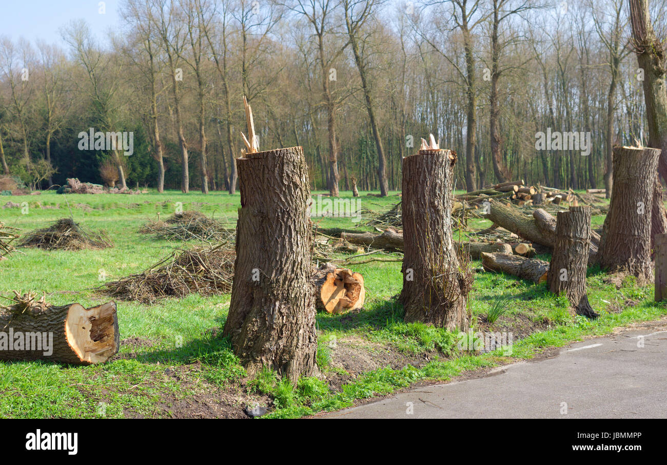 couple of cut down poplar trees Stock Photo Alamy