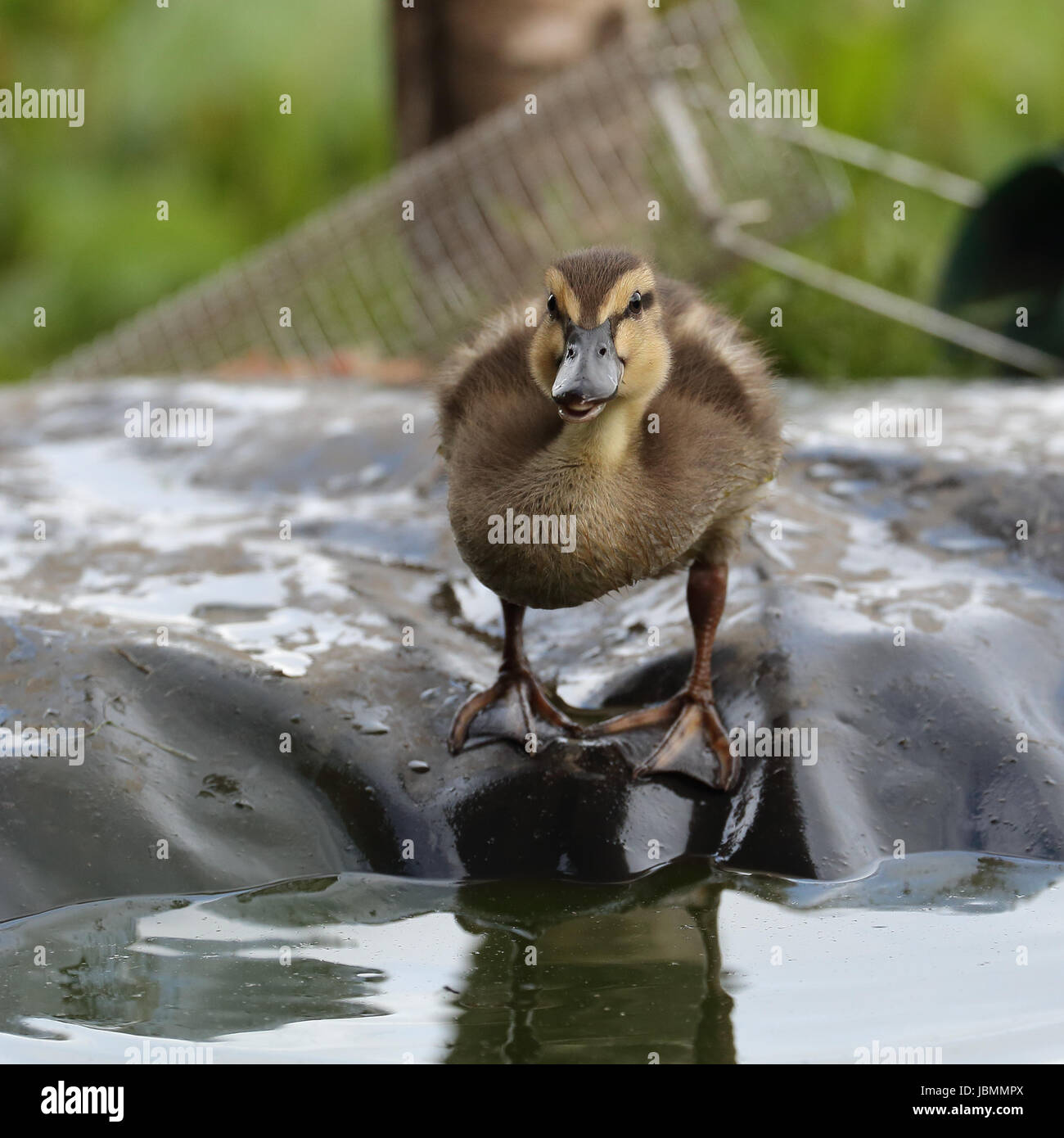 Juvenile Duckling Mallard Stock Photo Alamy