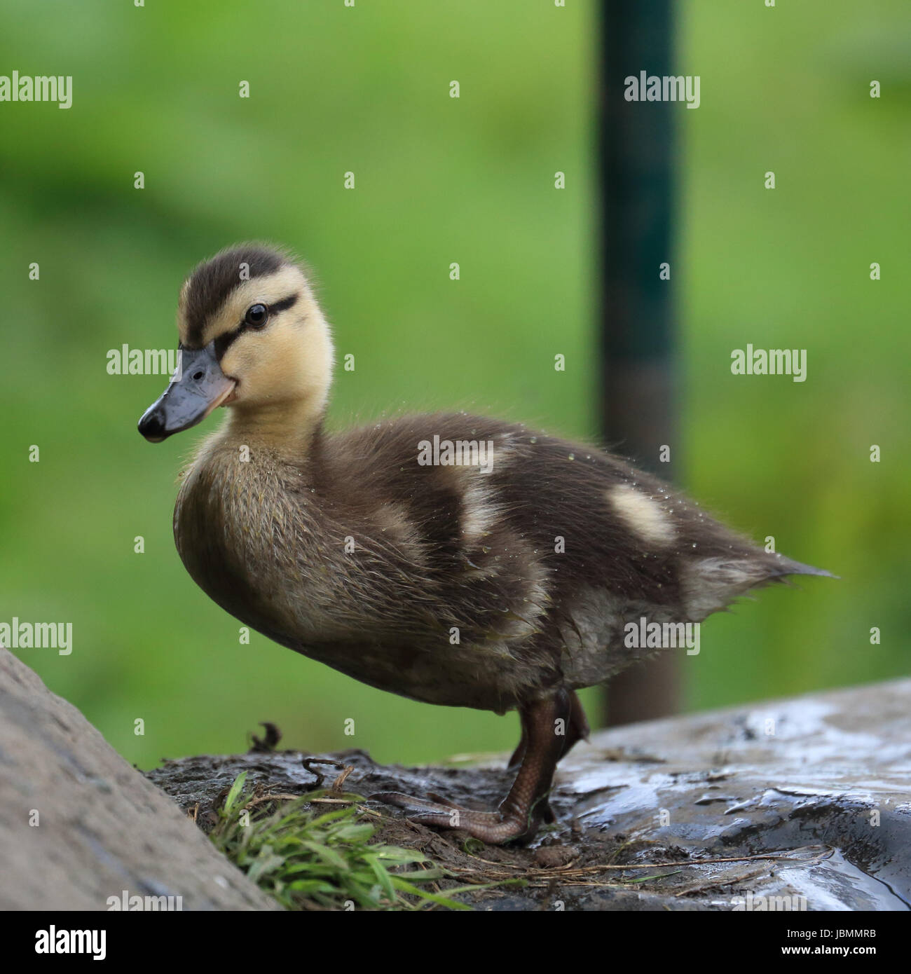 Juvenile duckling Mallard Stock Photo
