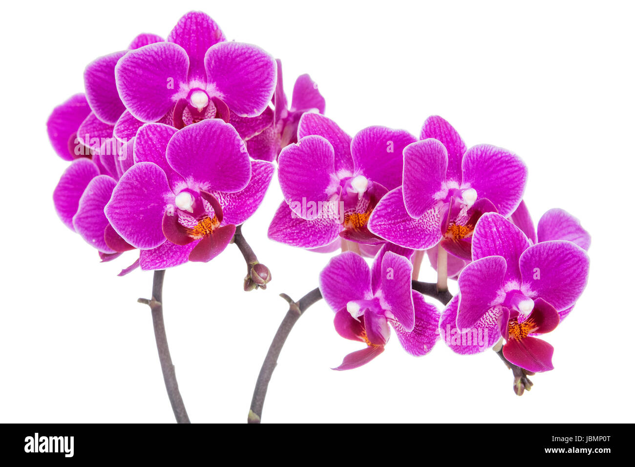 Beautiful pink orchid isolated on white background Stock Photo - Alamy