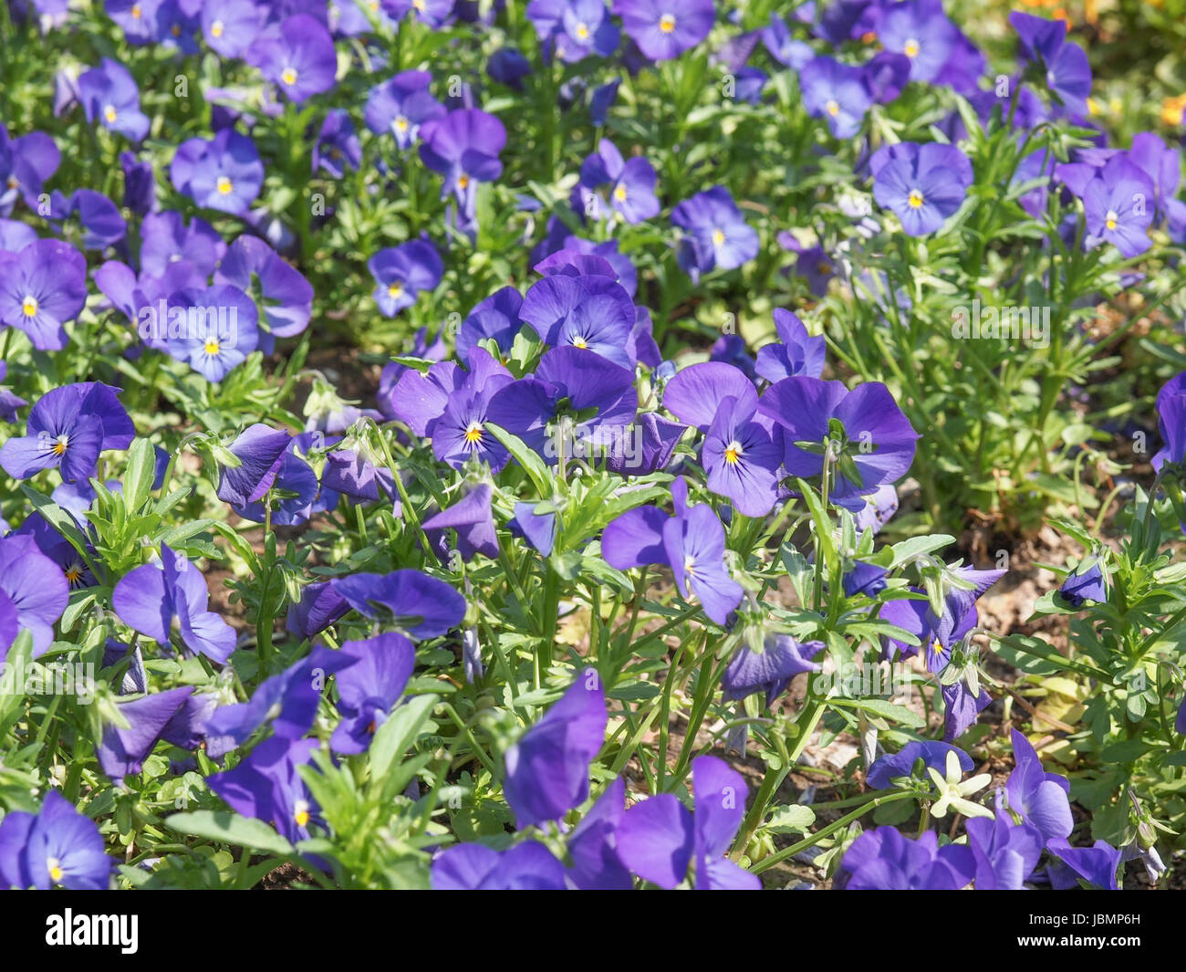 Viola flowering plant in the violet family Violaceae Stock Photo