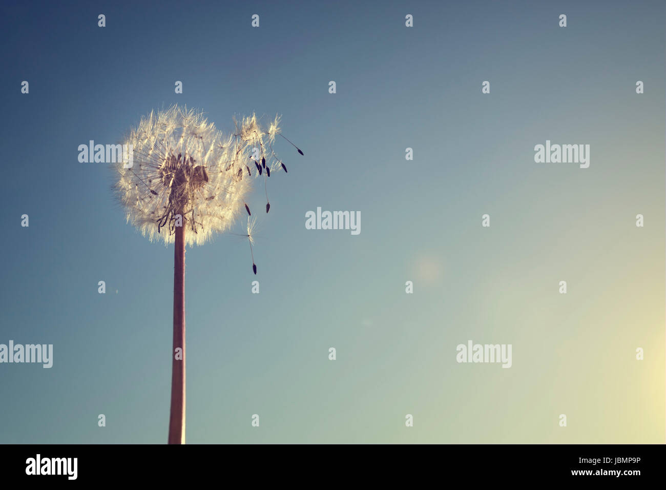 Dandelion silhouette against sunset with seeds blowing in the wind Stock Photo