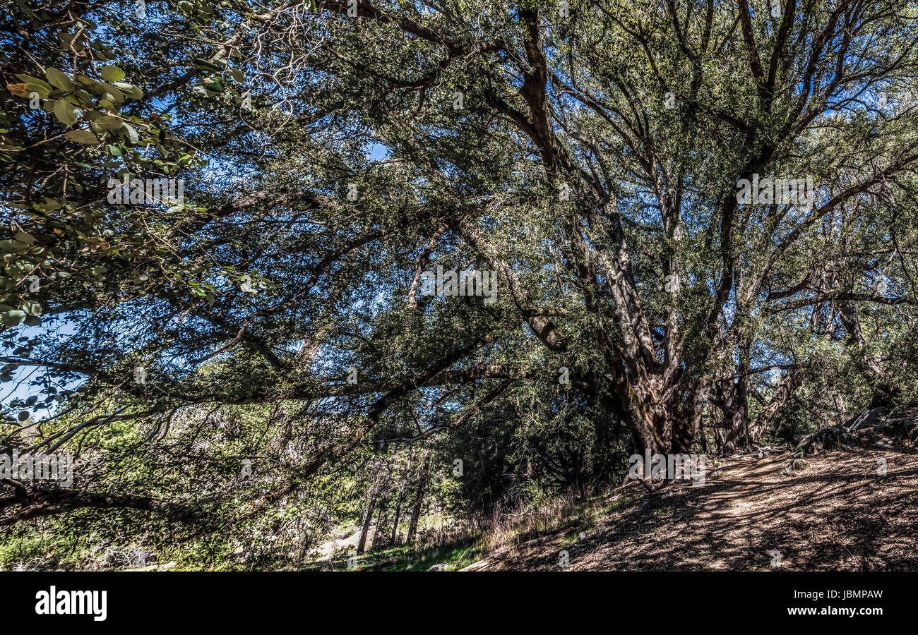 palomar mountain state park Stock Photo Alamy