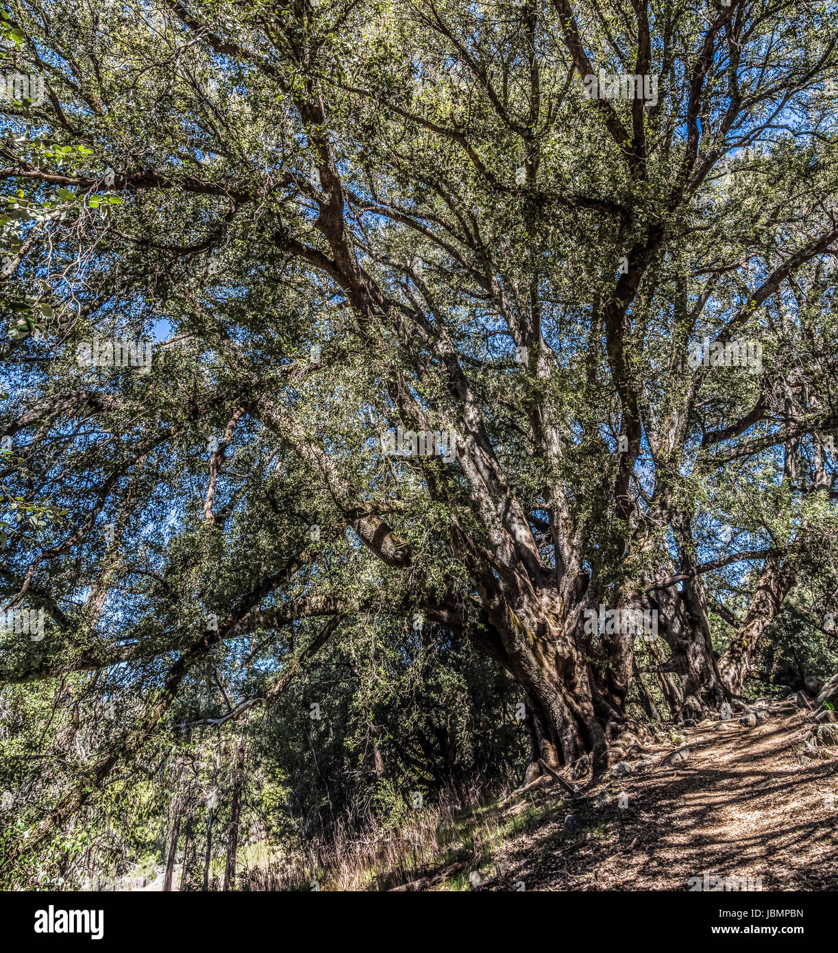 palomar mountain state park Stock Photo Alamy