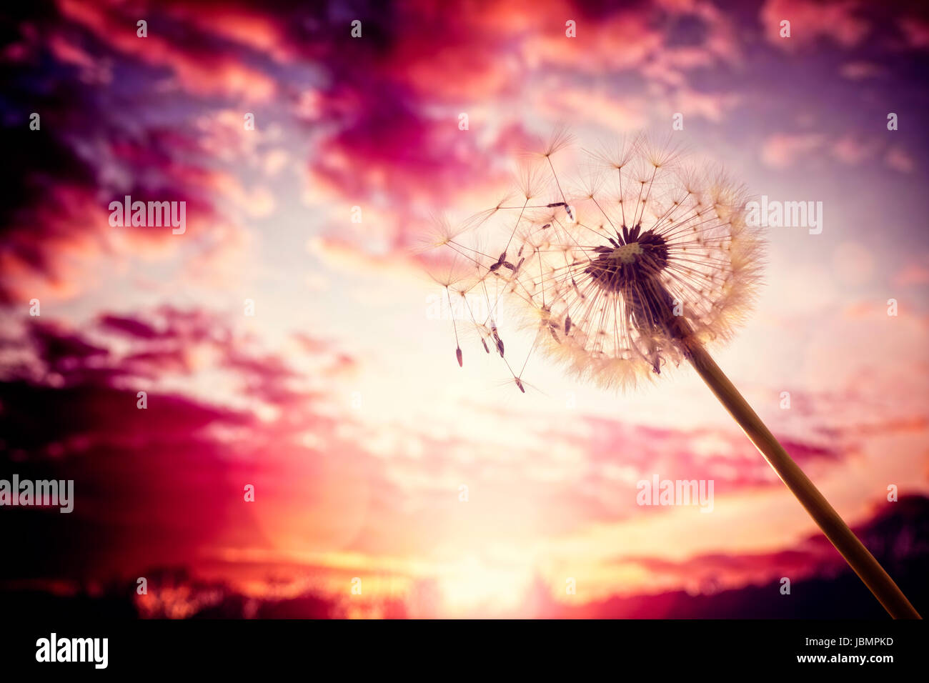 Dandelion silhouette against sunset with seeds blowing in the wind Stock Photo