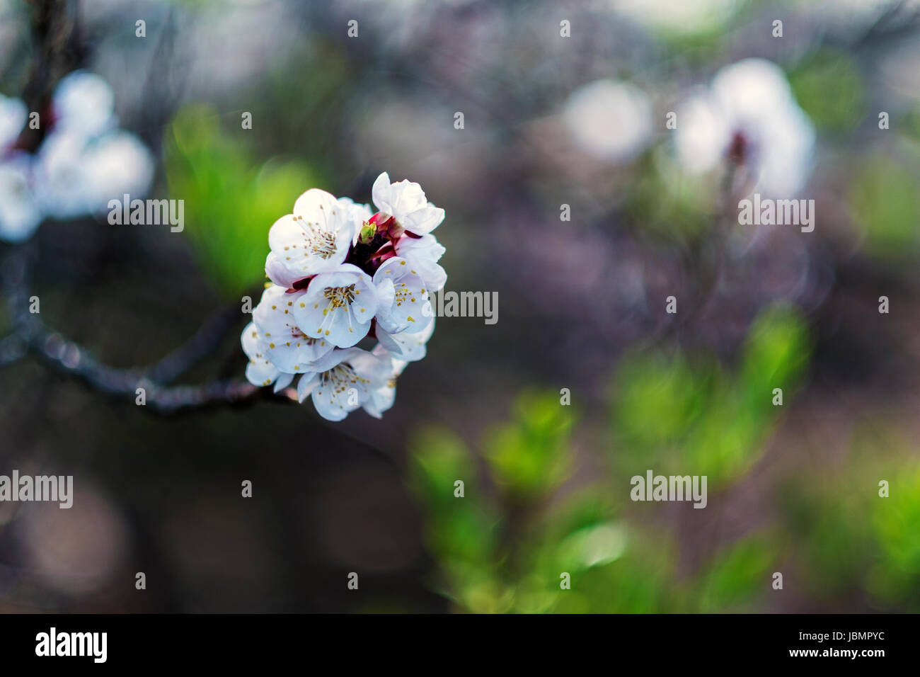 Tree flower blossom at spring in april Stock Photo - Alamy