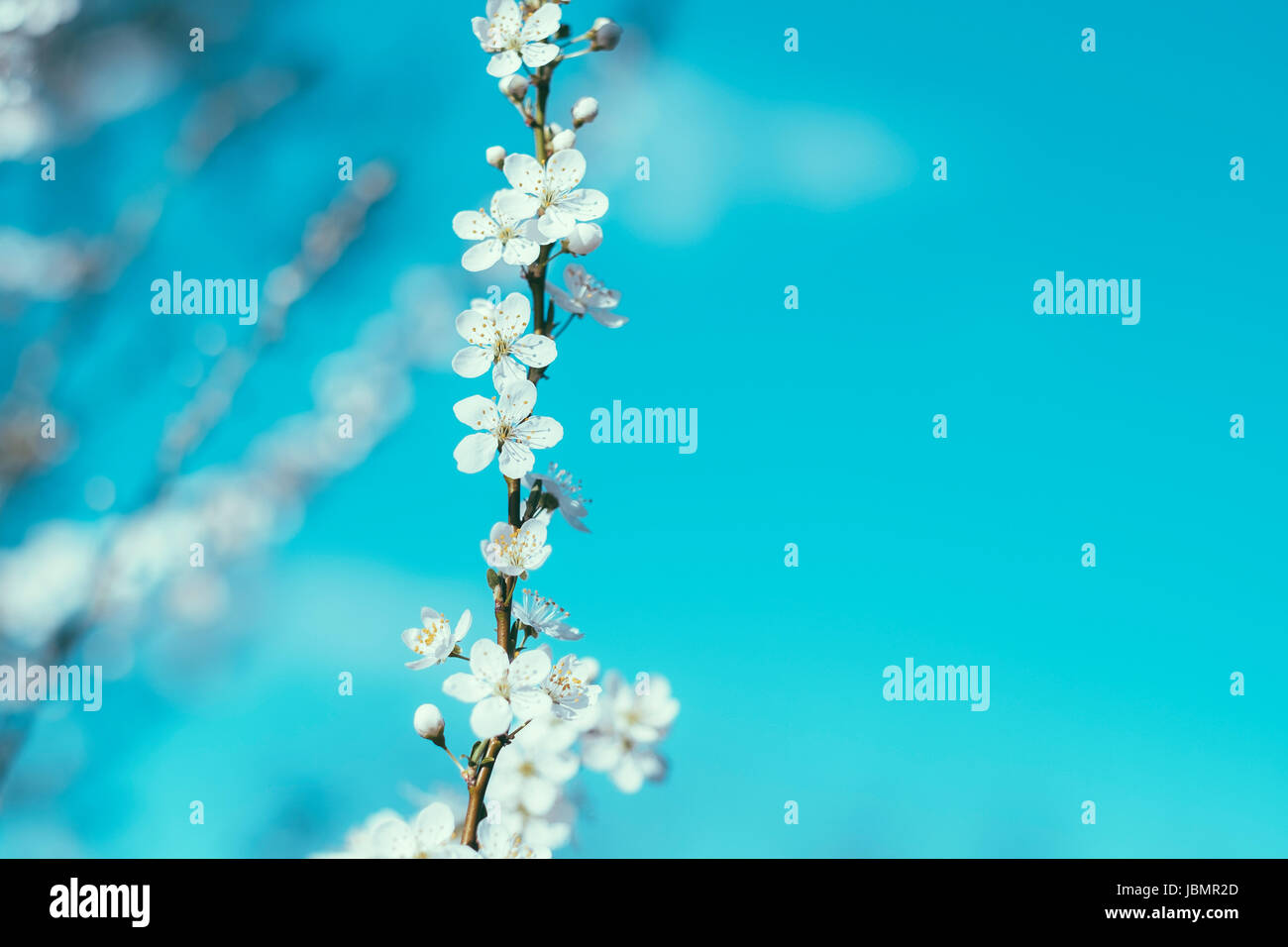 Tree flower blossom at spring in april Stock Photo - Alamy