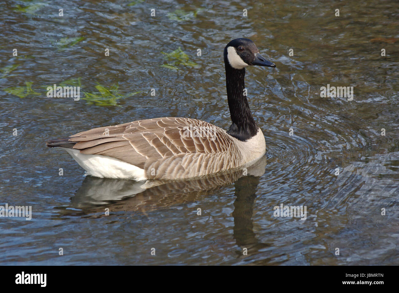 floating canada goose Stock Photo - Alamy