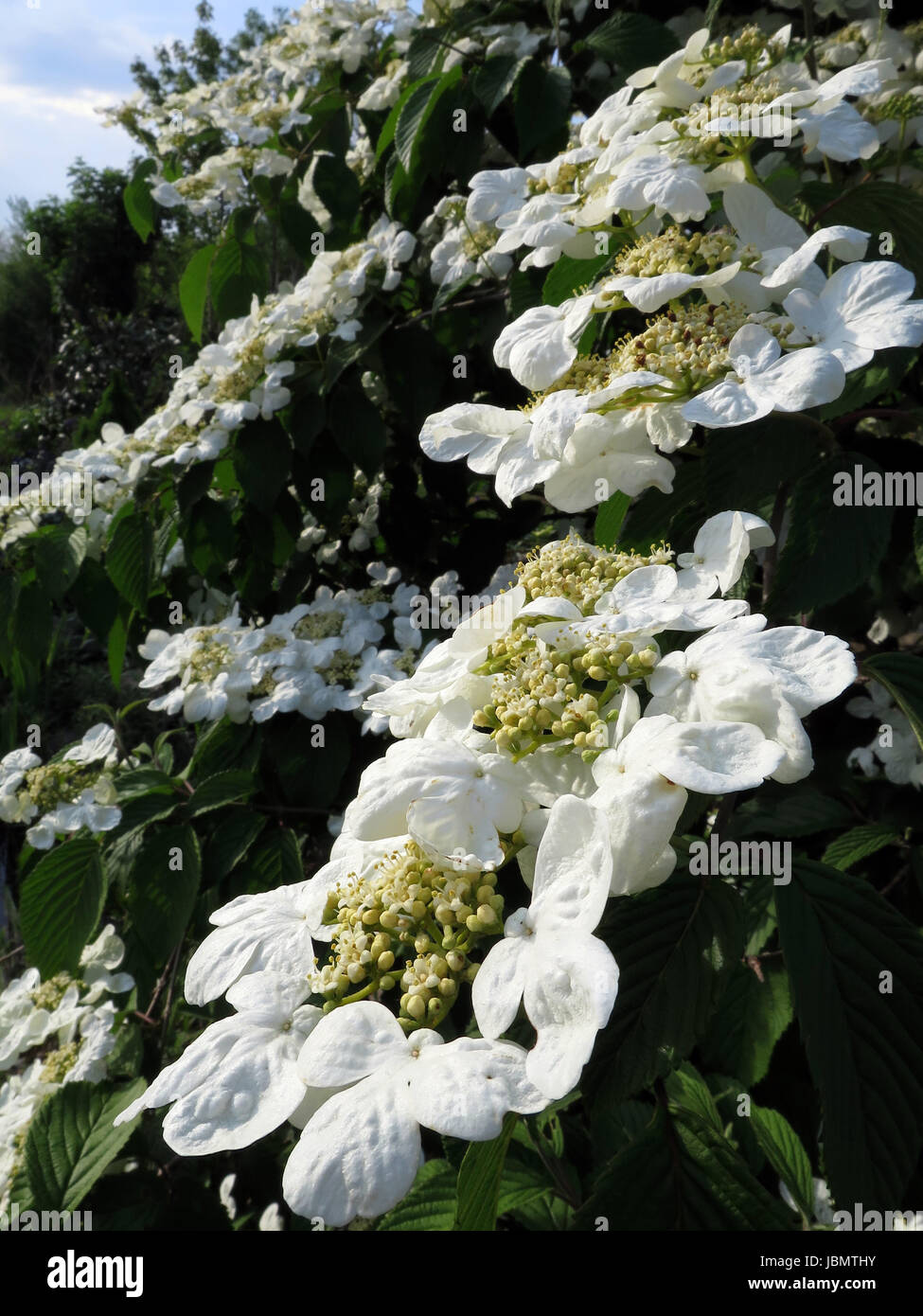 Viburnum blume hires stock photography and images Alamy
