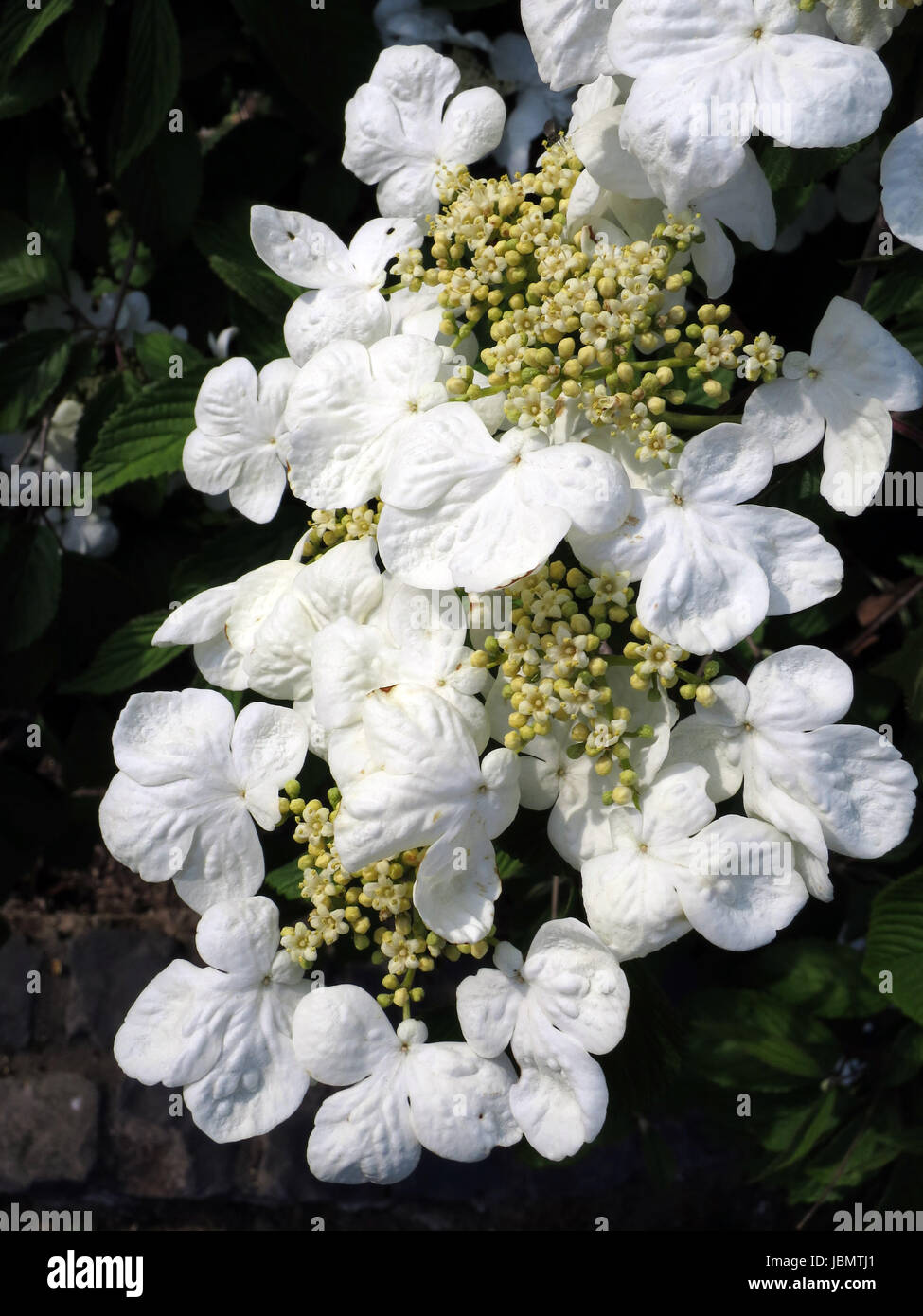 Viburnum blume hires stock photography and images Alamy