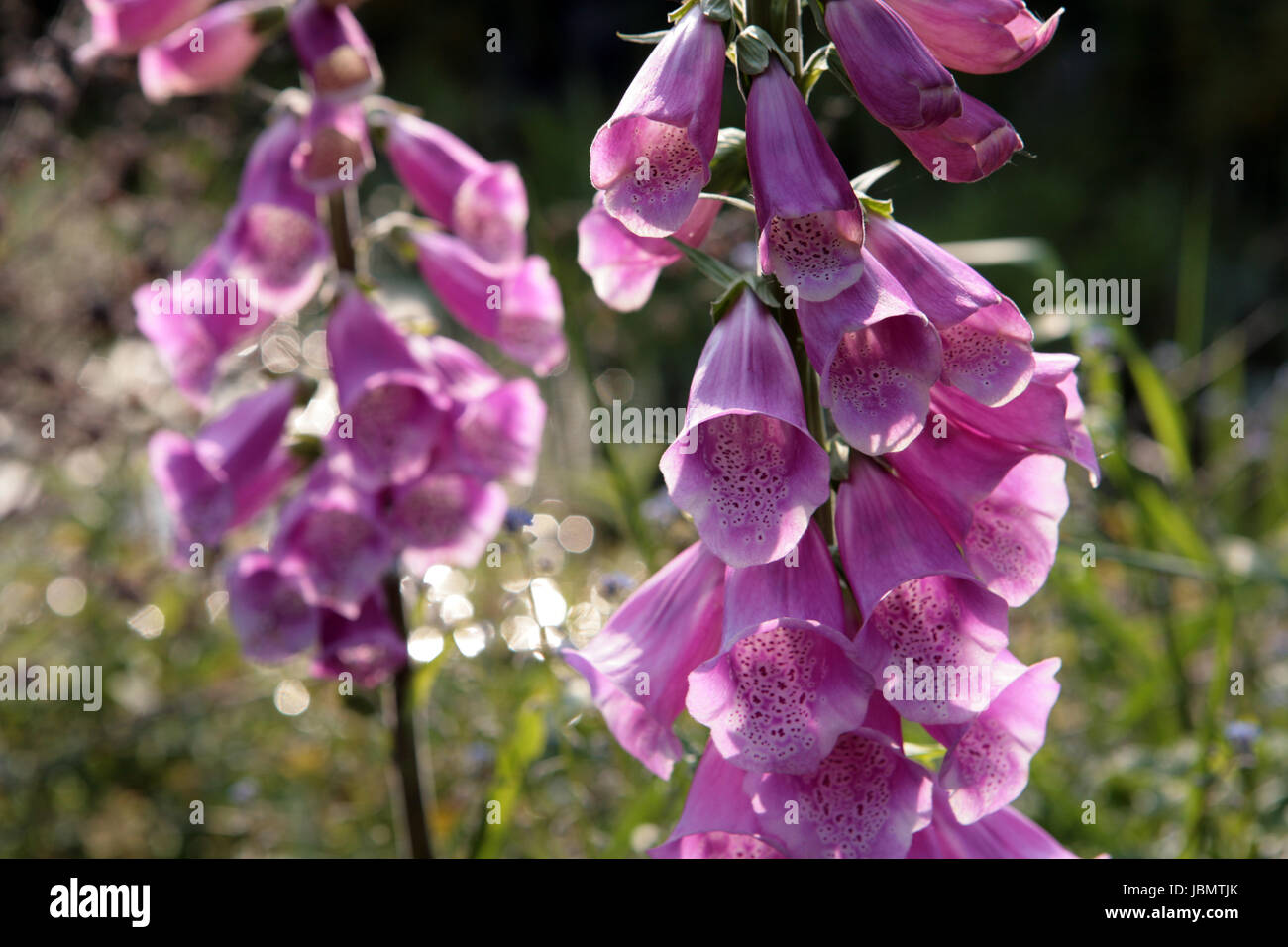 roter Fingerhut im Garten Stock Photo Alamy