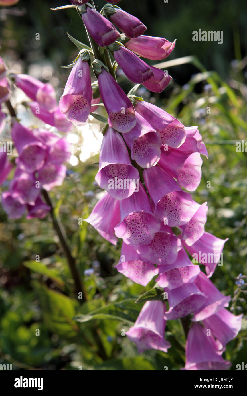 roter Fingerhut im Garten Stock Photo Alamy