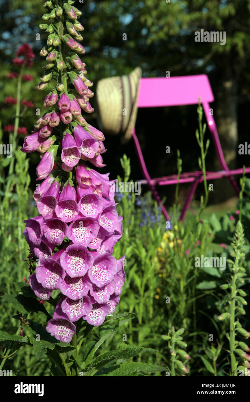 roter Fingerhut im Garten Stock Photo Alamy