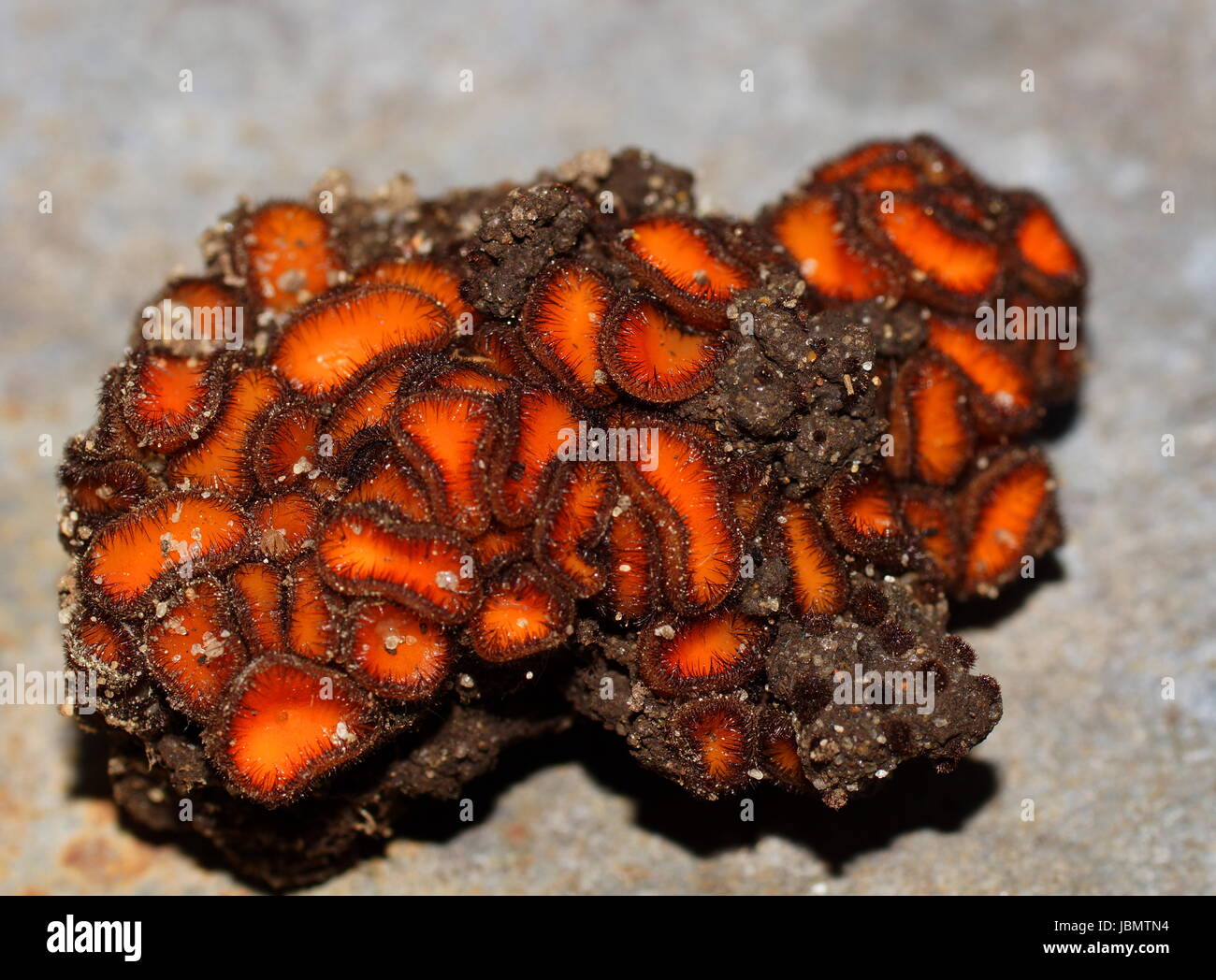 Ascomycota. Ascomycetes. Scutellinia sp. The group of Ascomycetes grows on the ground. Stock Photo