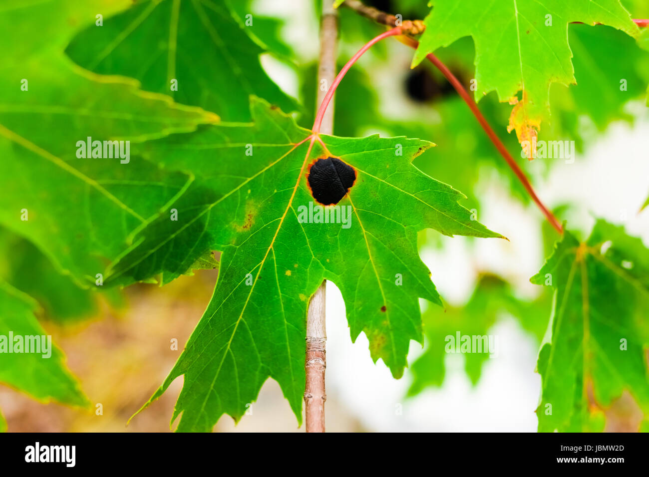 Black Tarry Spot on a Maple Leaf Called the 'Goudronneuse' is a Microscopic Fungus Infection Affecting the Norway Maple in Canada Stock Photo