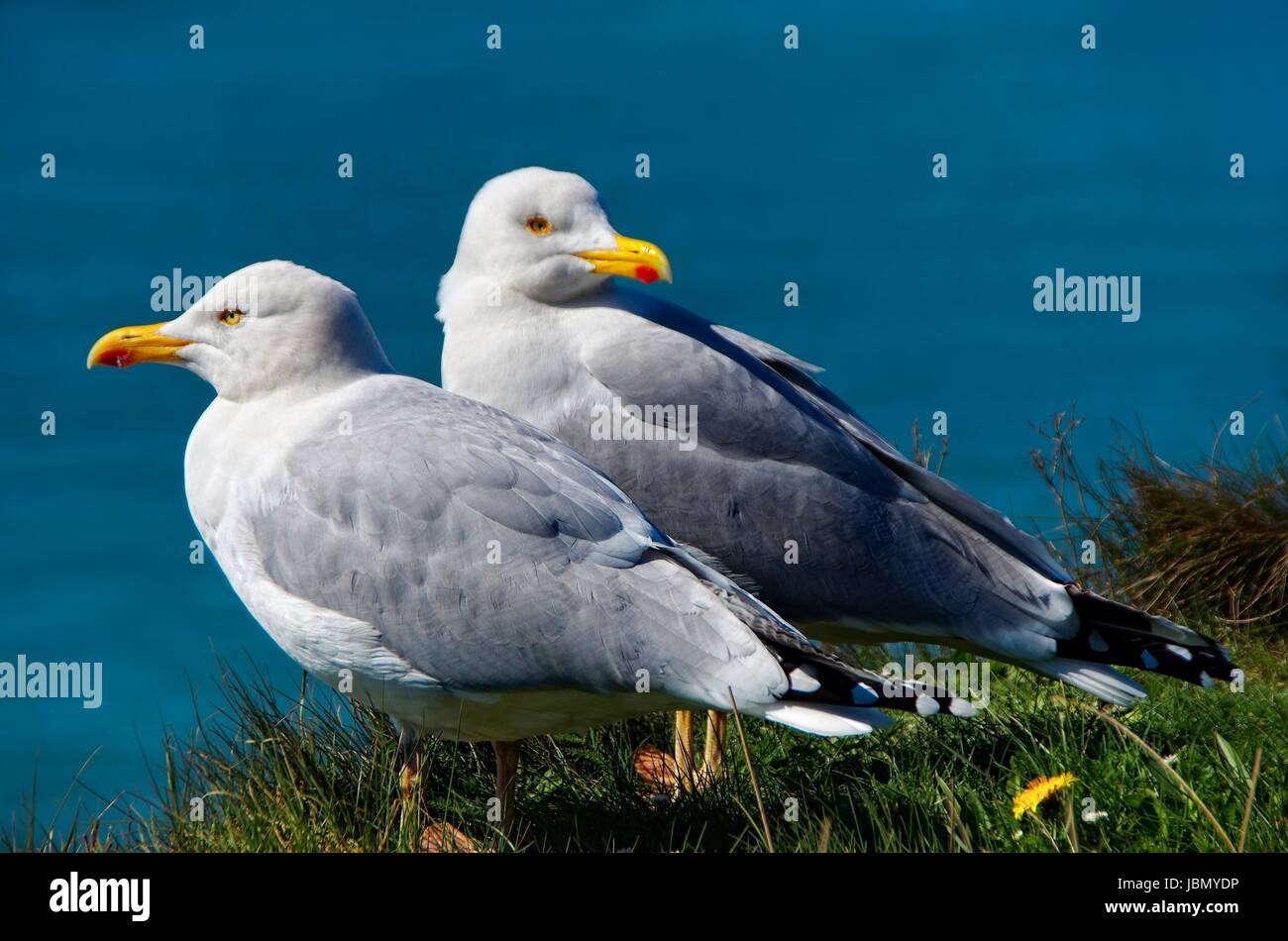 MÃ¶wen Paar Stock Photo