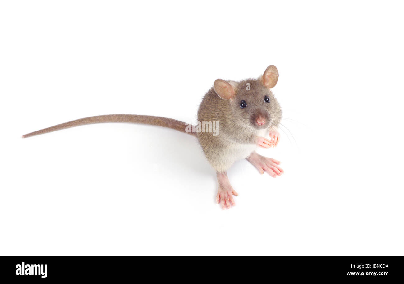 rat isolated on white background Stock Photo - Alamy