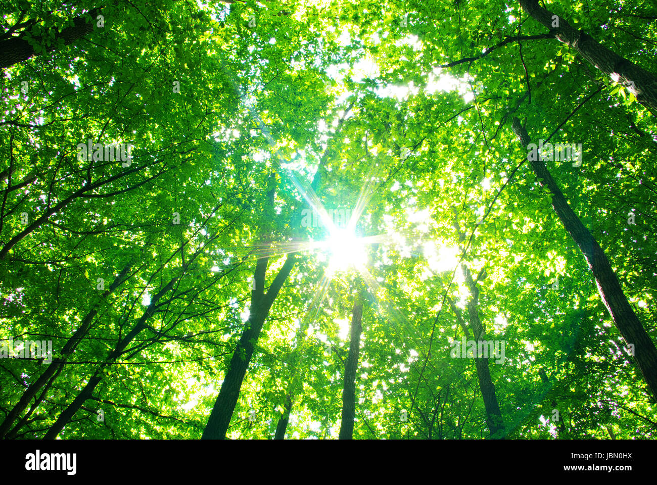 Early morning sun in the green forest Stock Photo - Alamy