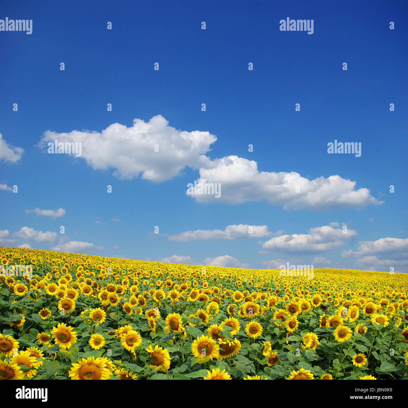 sunflower field over cloudy blue sky Stock Photo - Alamy