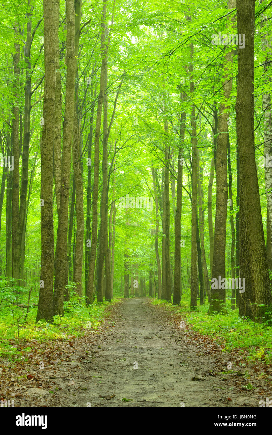Sunny summer day in green forest Stock Photo - Alamy