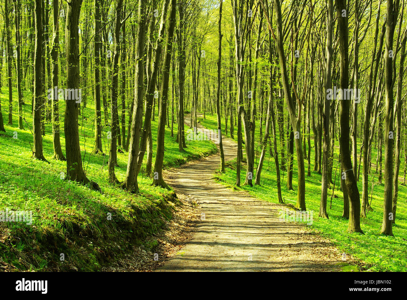a path is in the green forest Stock Photo - Alamy