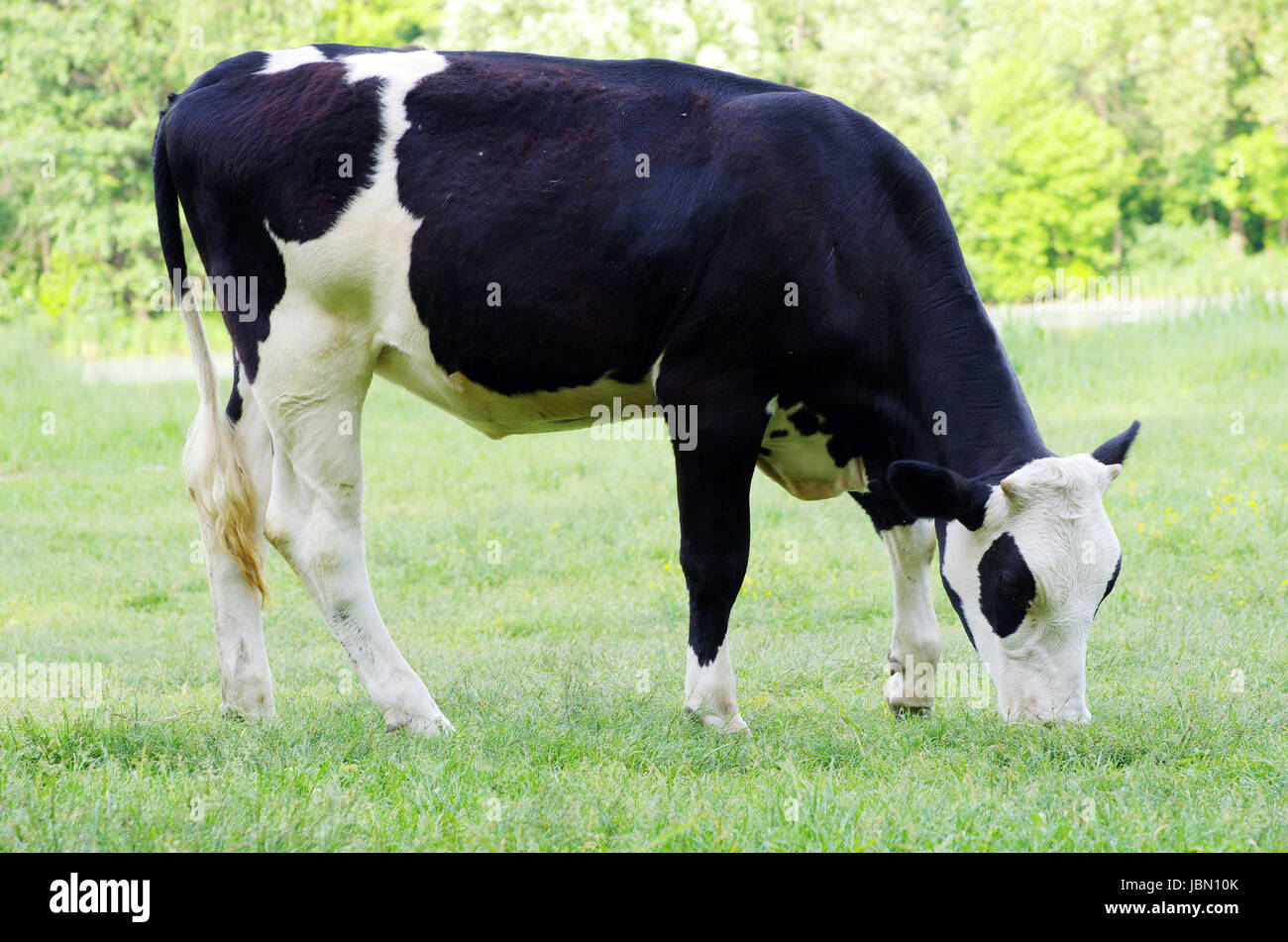 cows on a green meadow Stock Photo - Alamy