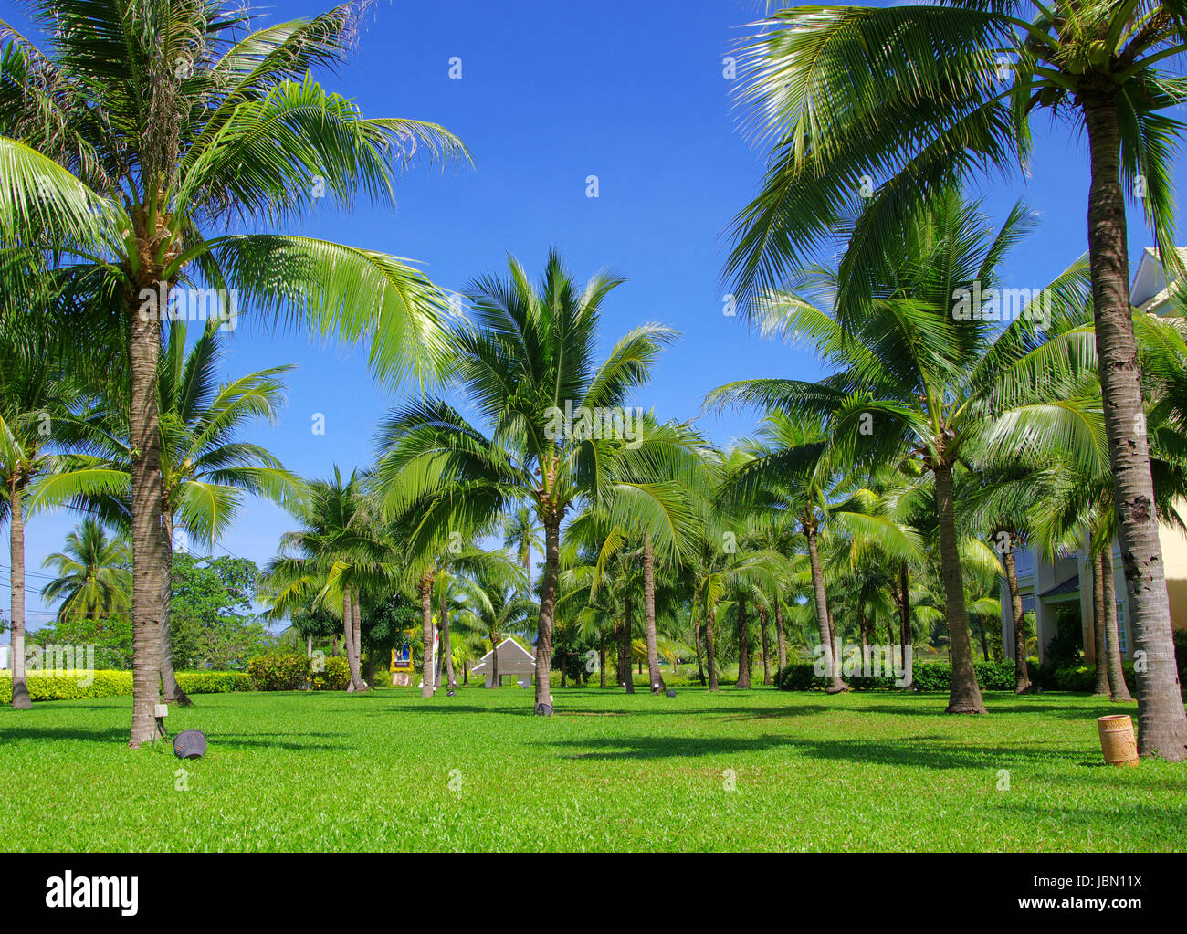 Green palm tree on blue sky background Stock Photo - Alamy