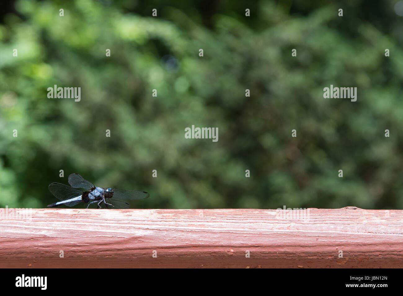 Blue dragonfly insect on red timber wood with lots of empty space Stock ...