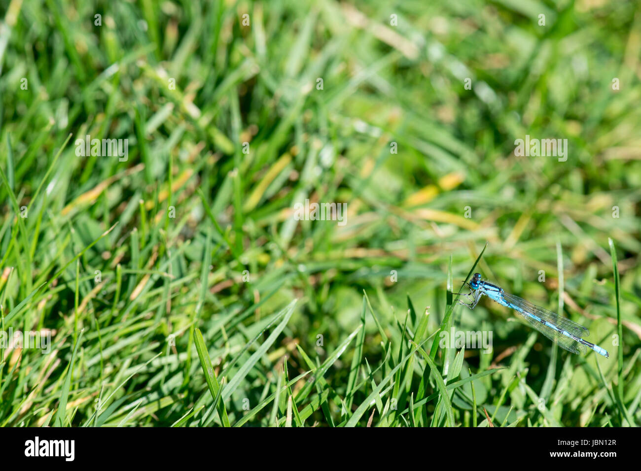 Coenagrion Dragonfly sitting on a leaf of green grass Stock Photo - Alamy