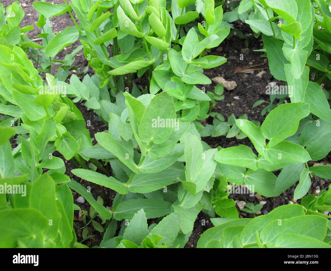 sugarroot in vegetable garden Stock Photo