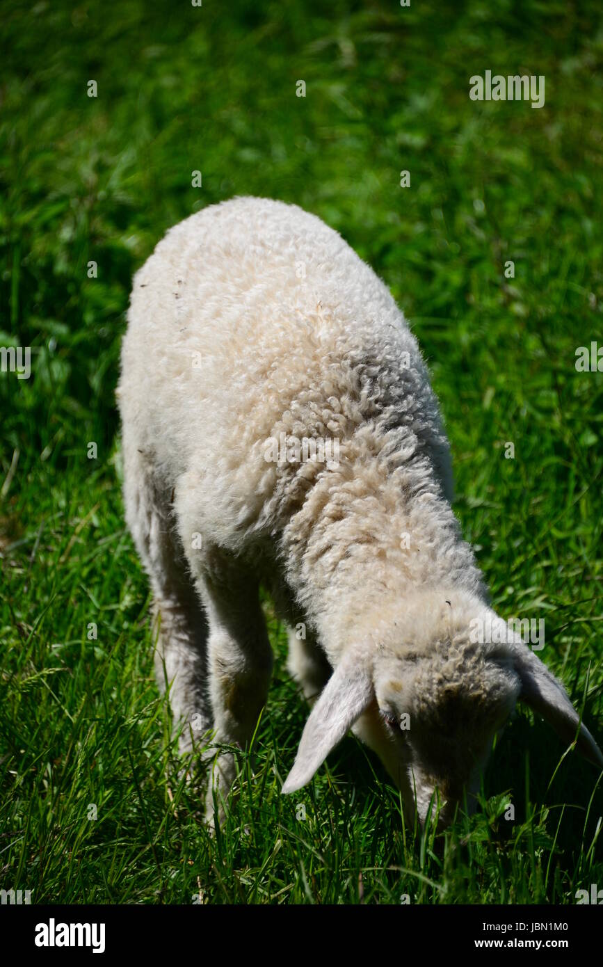 grazing sheep on pasture Stock Photo - Alamy