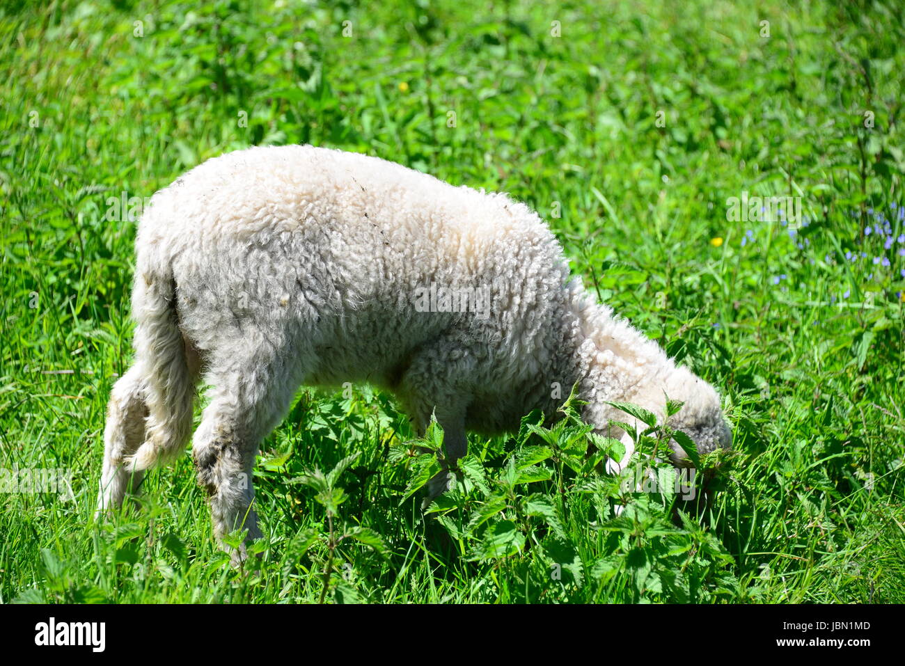 grazing sheep on pasture Stock Photo - Alamy