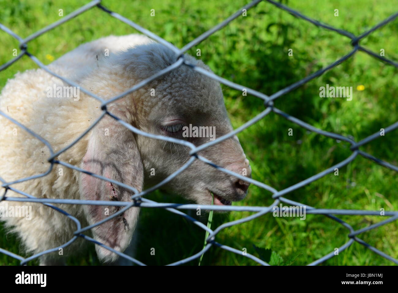 grazing sheep on pasture Stock Photo - Alamy