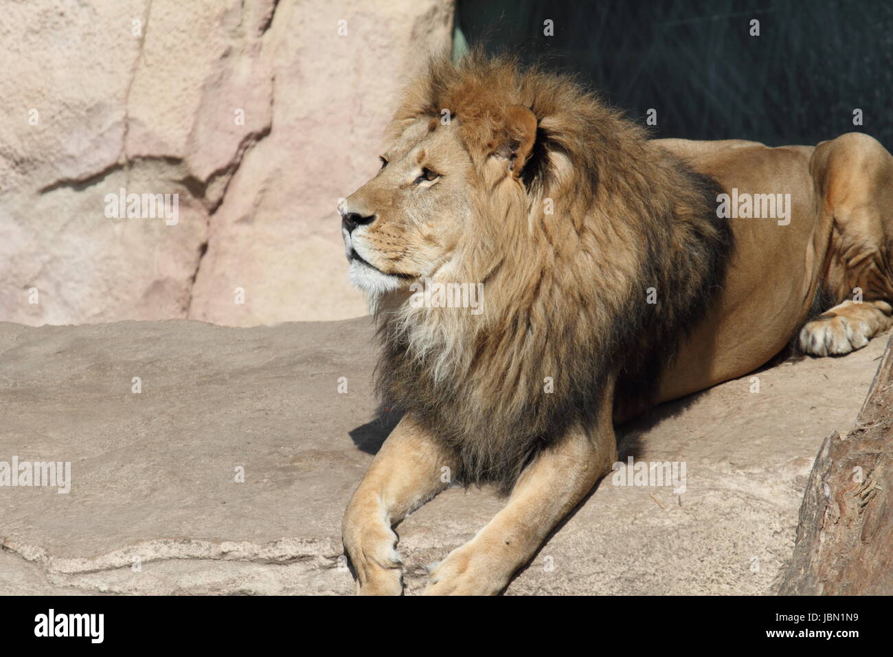 lying male lion Stock Photo