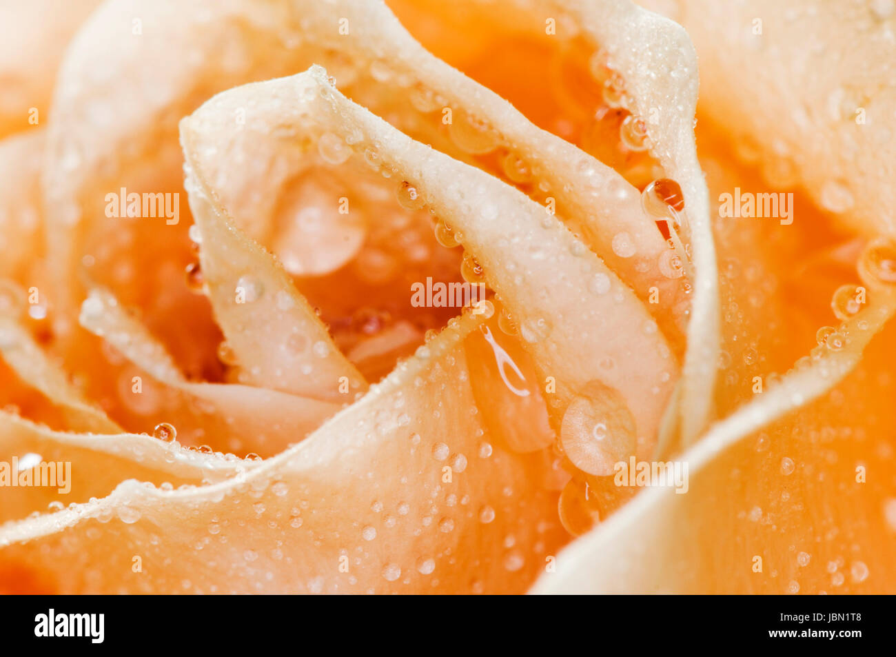 Makro-Ansicht orangefarbener Rosenblätter mit Wassertropfen Stock Photo