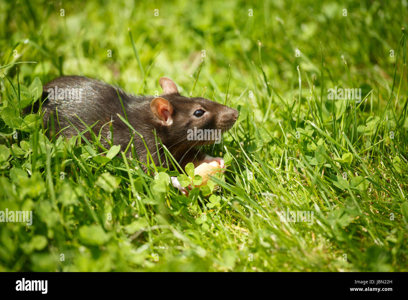 rodent pet rat eating cake outdoor in grass Stock Photo Alamy