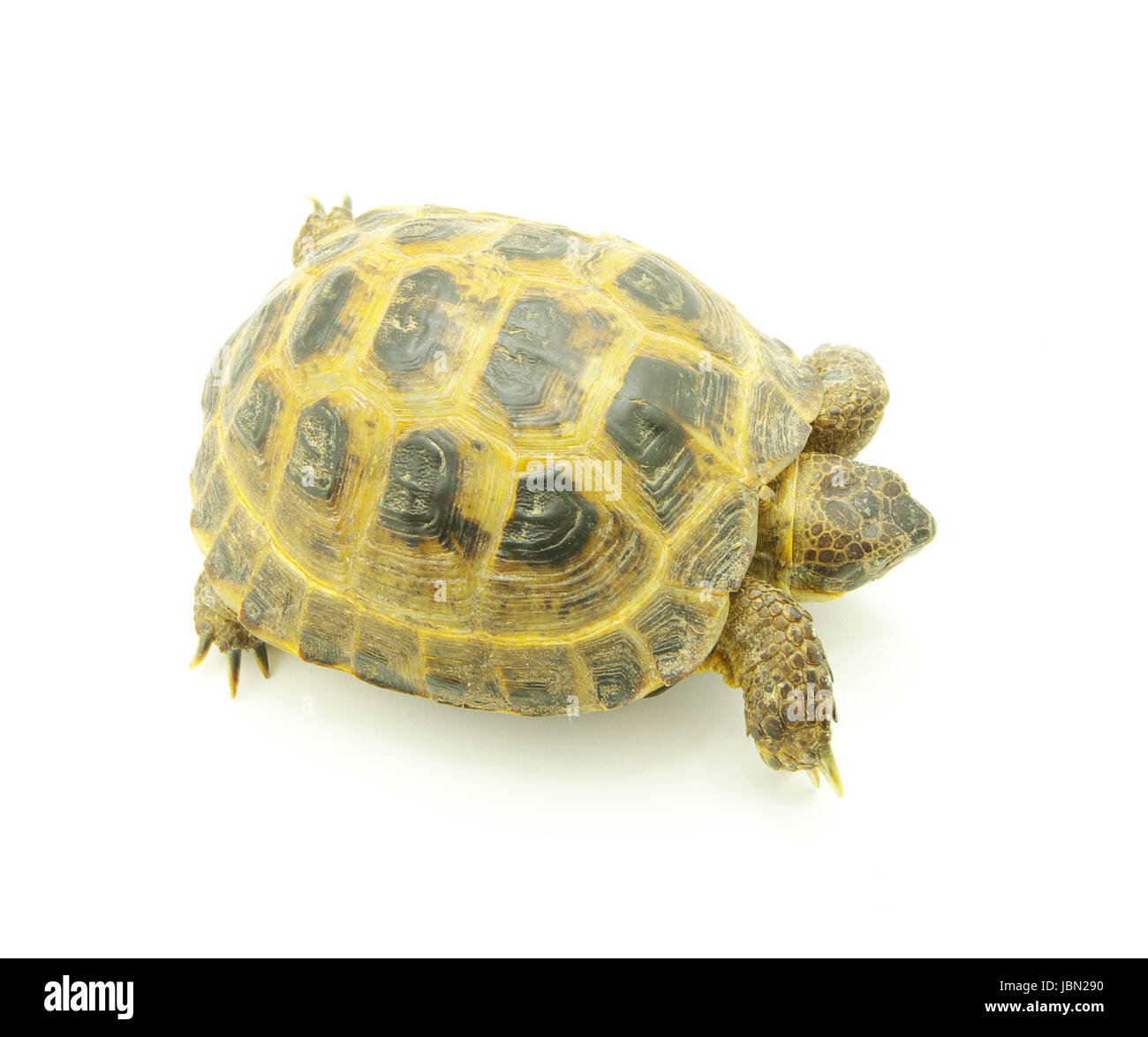 Arid reptile Cut Out Stock Images & Pictures - Alamy