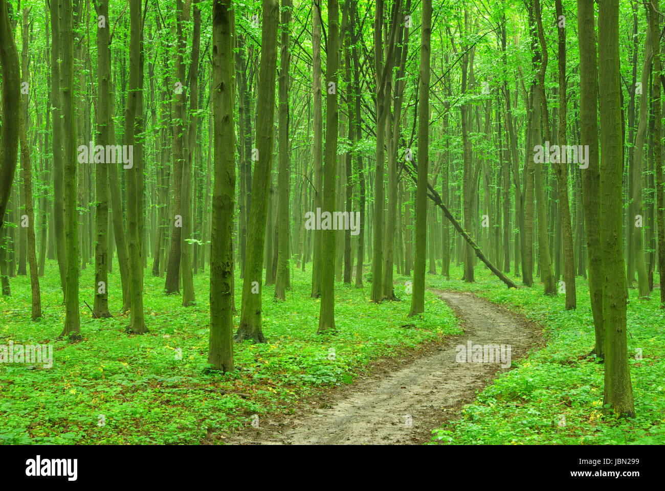 a path is in the green forest Stock Photo - Alamy