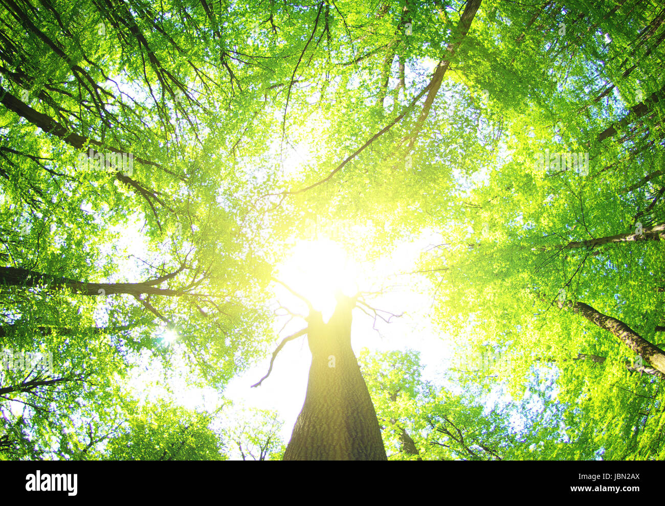 green forest background in a sunny day Stock Photo - Alamy