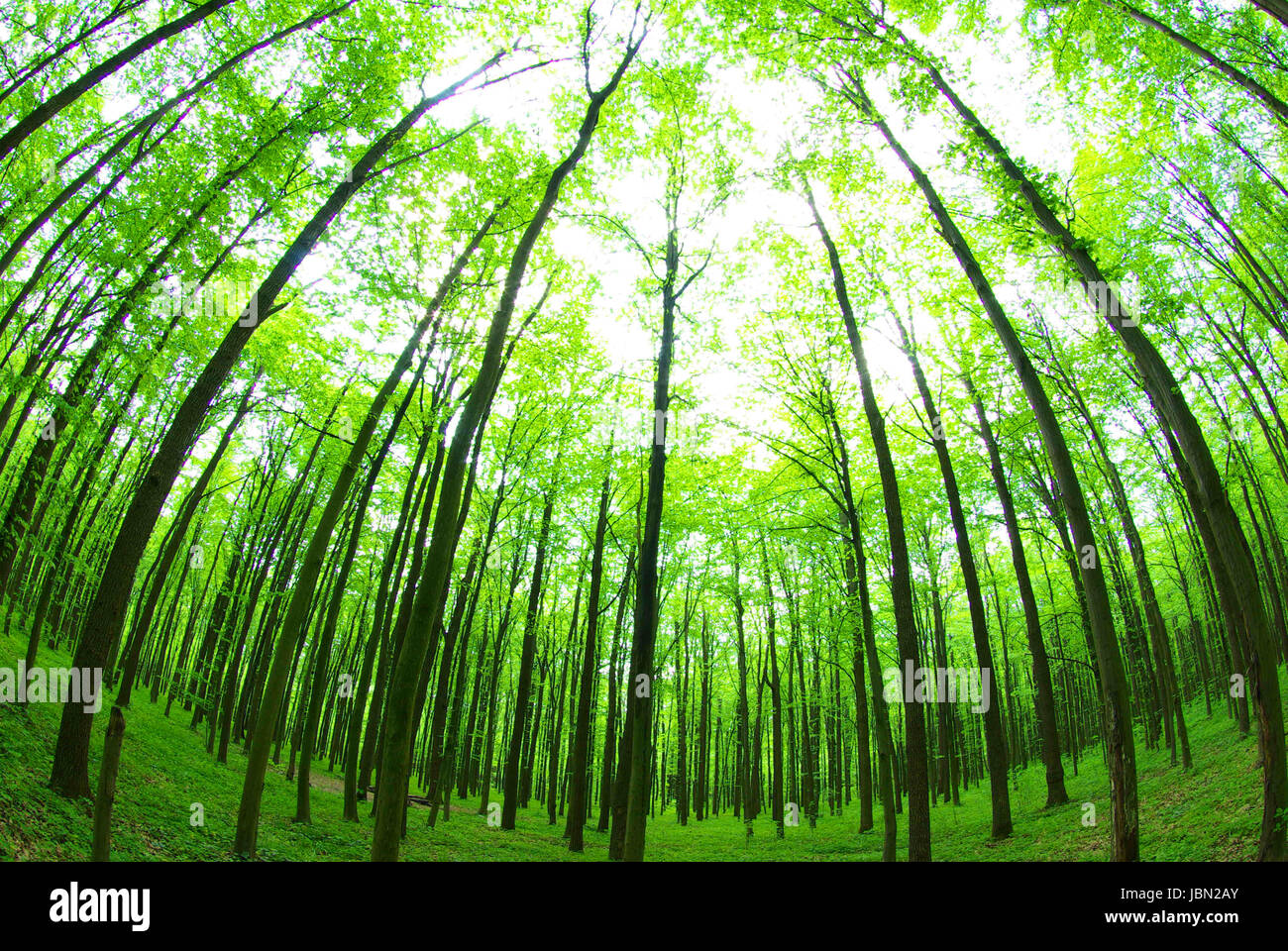Early morning sun in the green forest Stock Photo - Alamy