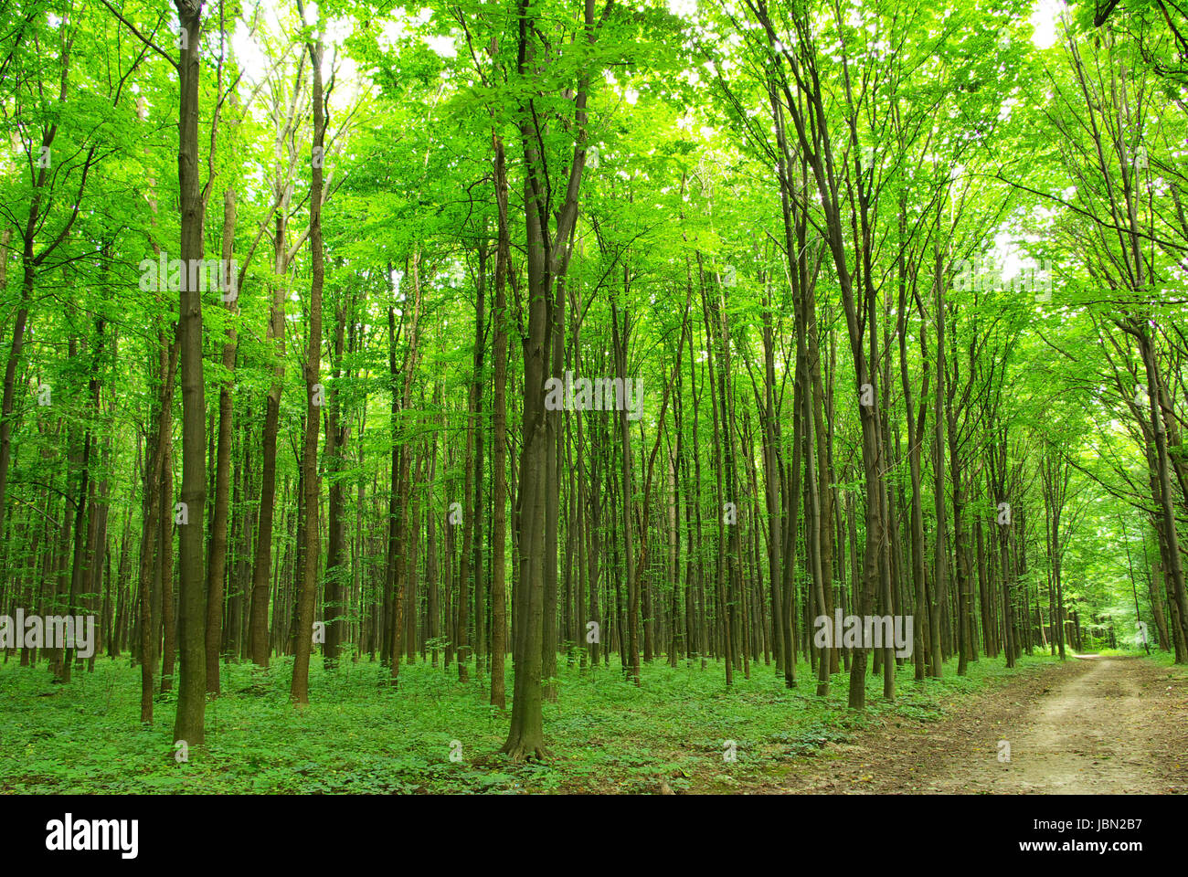a path is in the green forest Stock Photo - Alamy