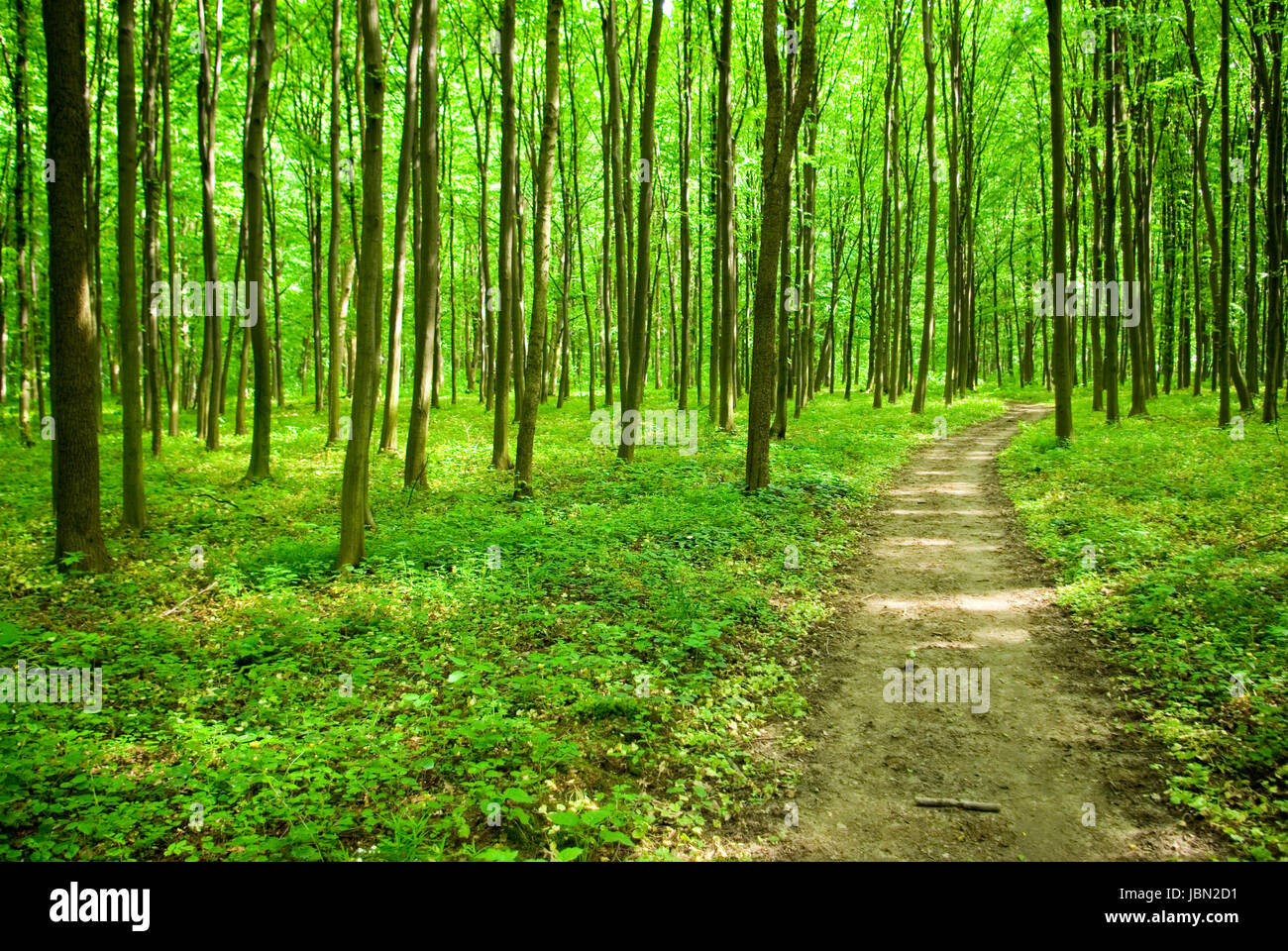 a path is in the green forest Stock Photo - Alamy