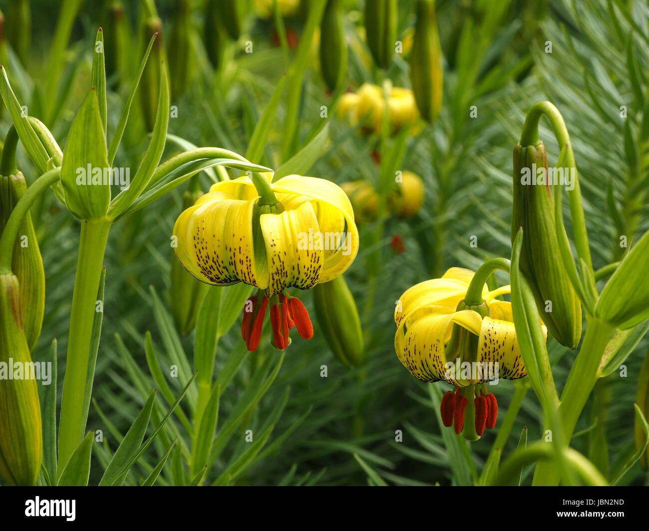 garden flowers of ornamental yellow tiger lily growing in Cumbria