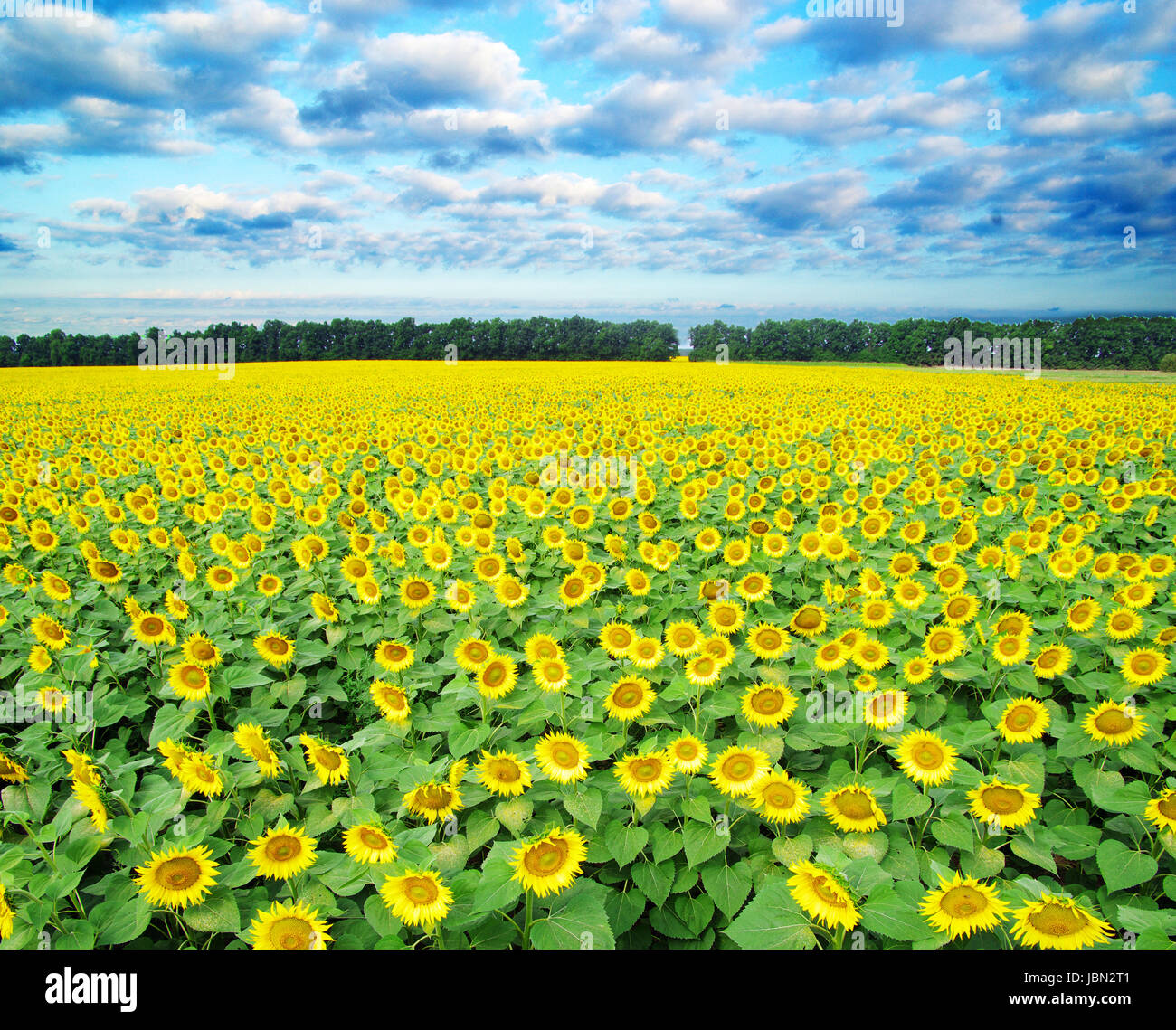 sunflower field over cloudy blue sky Stock Photo - Alamy