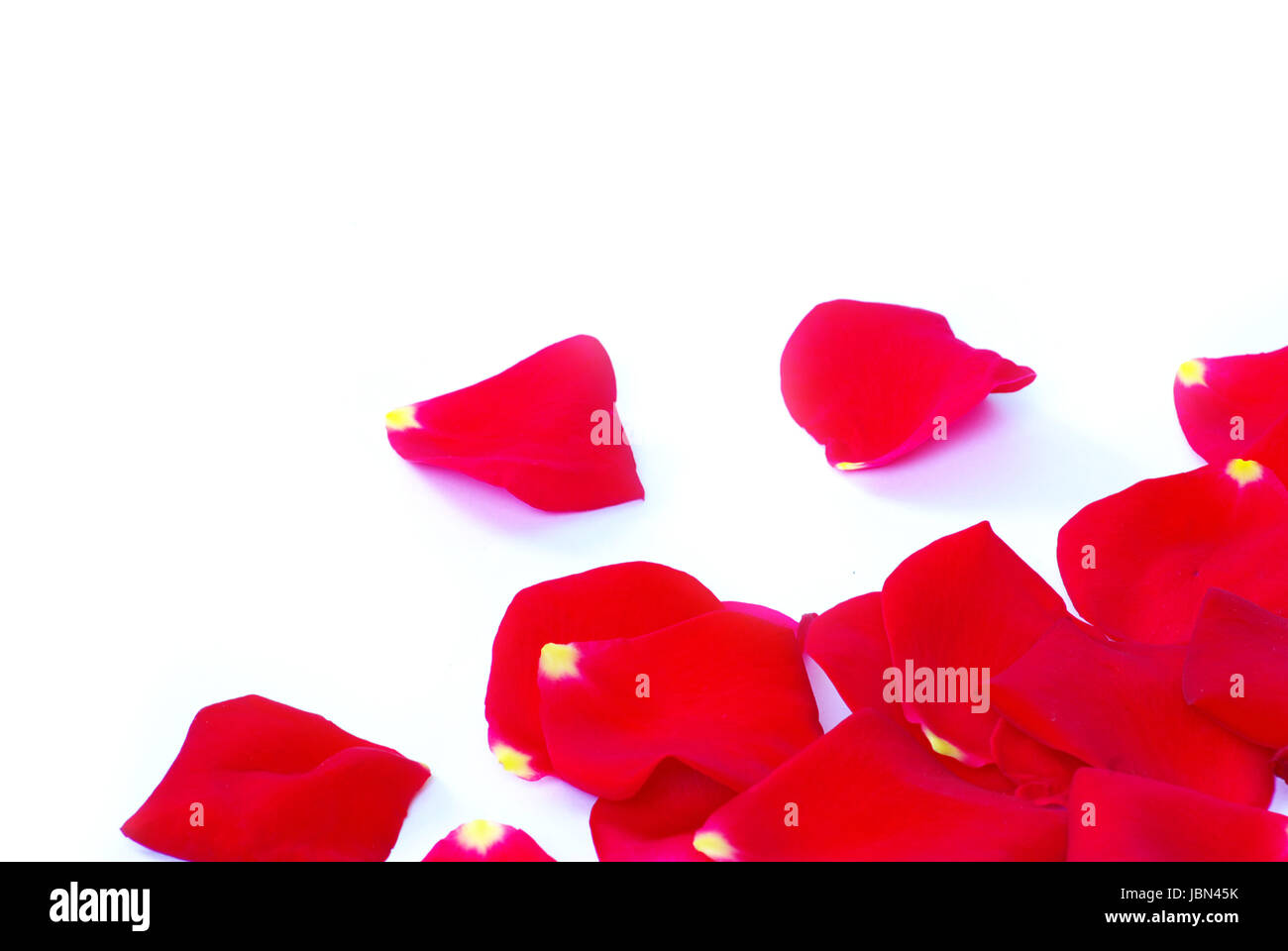 rose petals isolated on a white background Stock Photo - Alamy