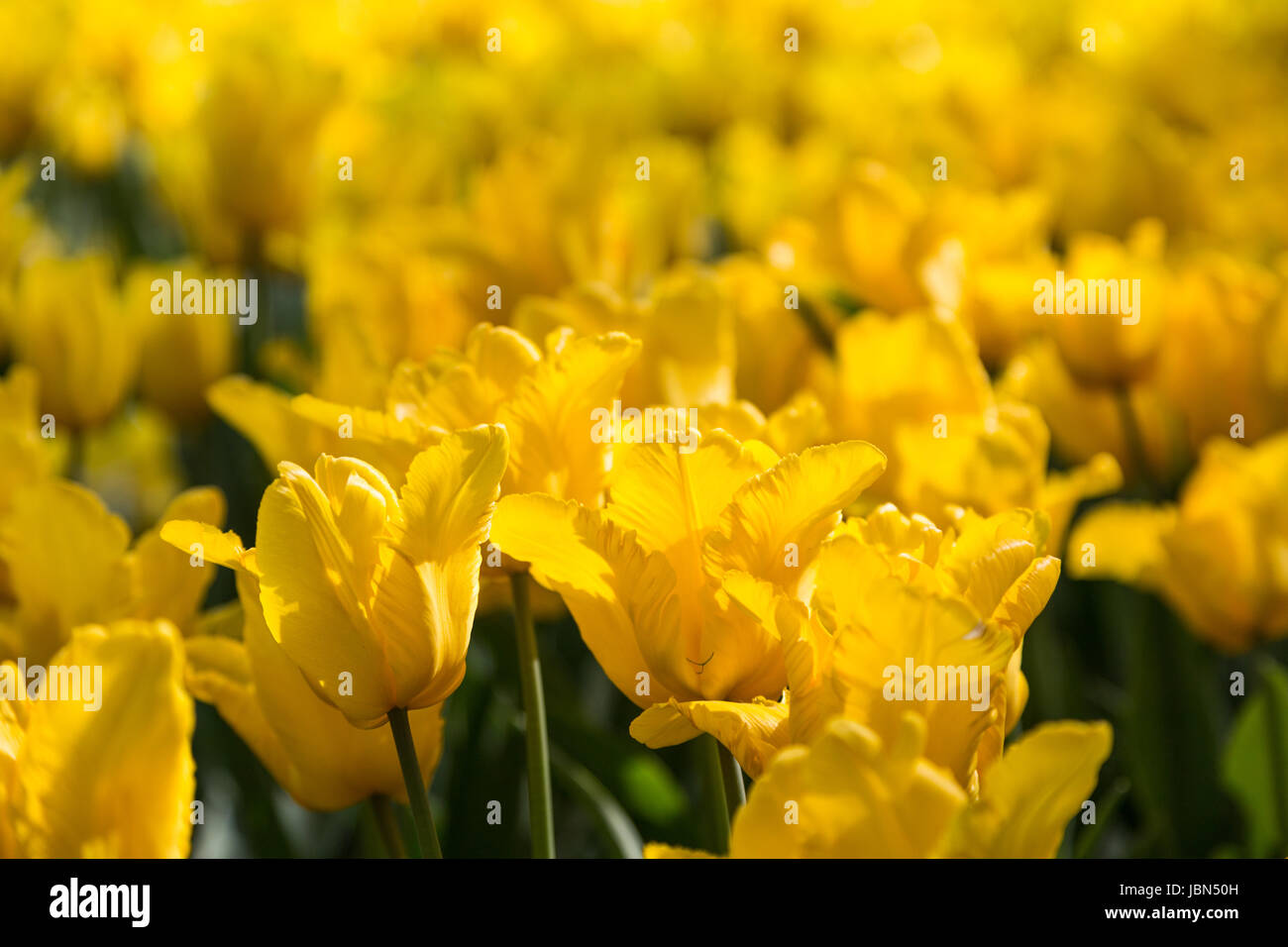 bright blooming colorful flowers tulips in garden Stock Photo - Alamy