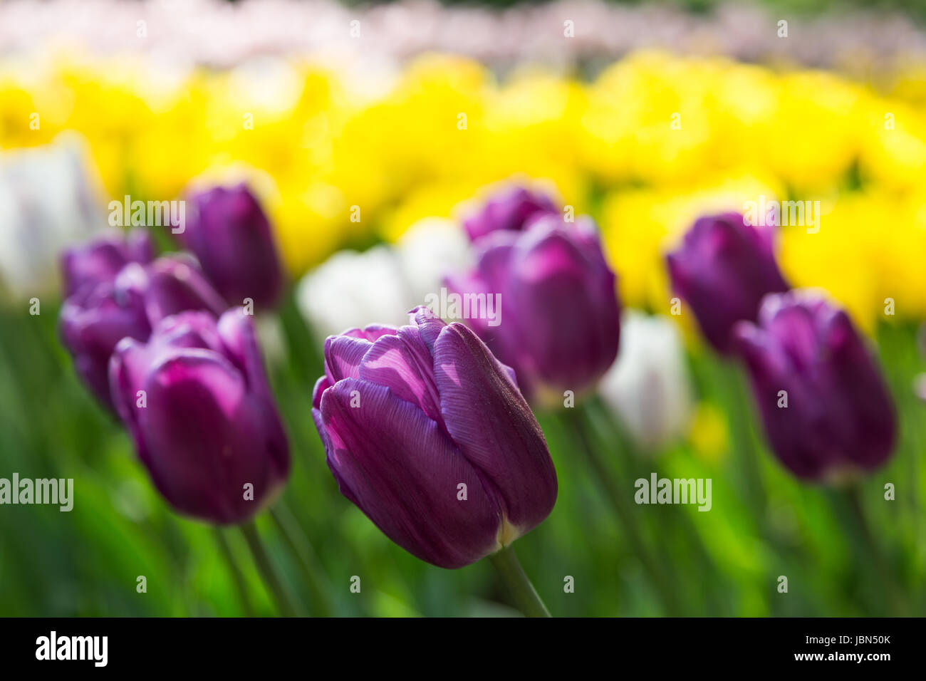 bright blooming colorful flowers tulips in garden Stock Photo - Alamy